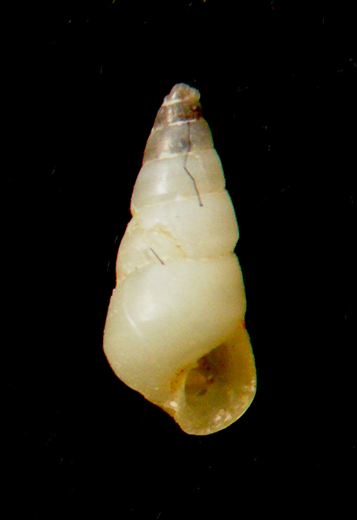 odostomia